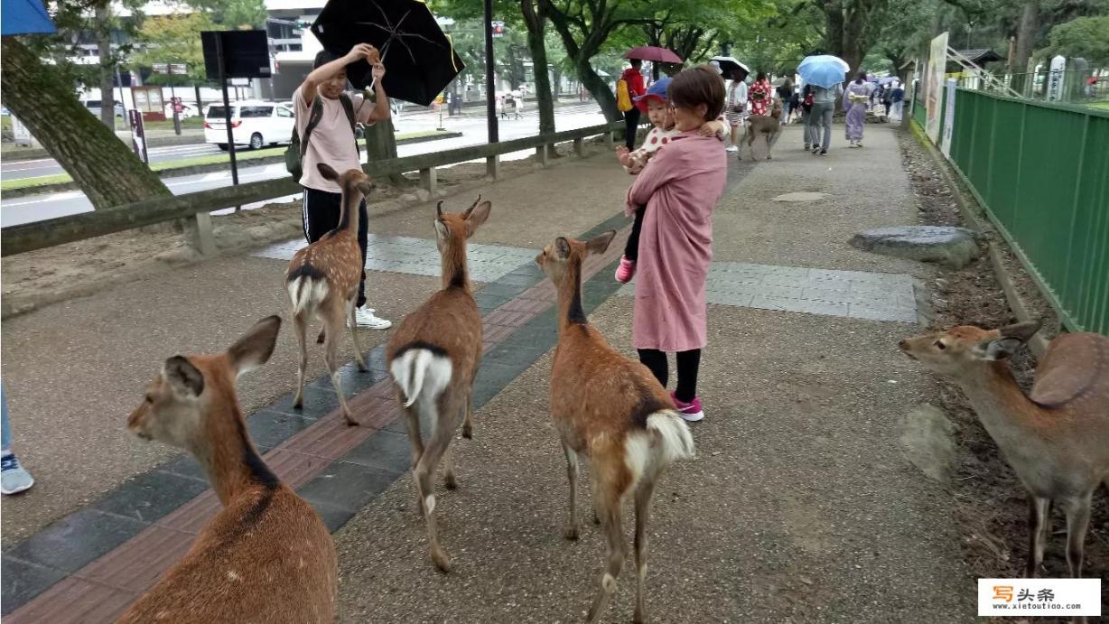 奈良公园需要门票吗？