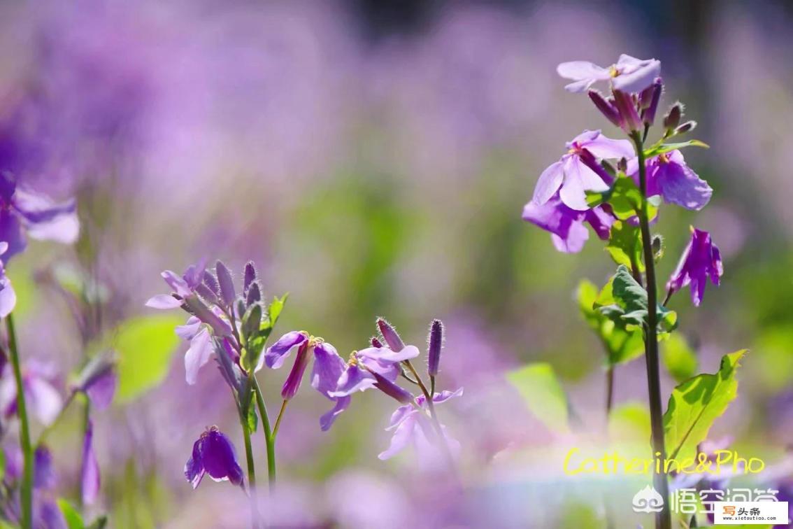 南京一年四季都有哪些花？