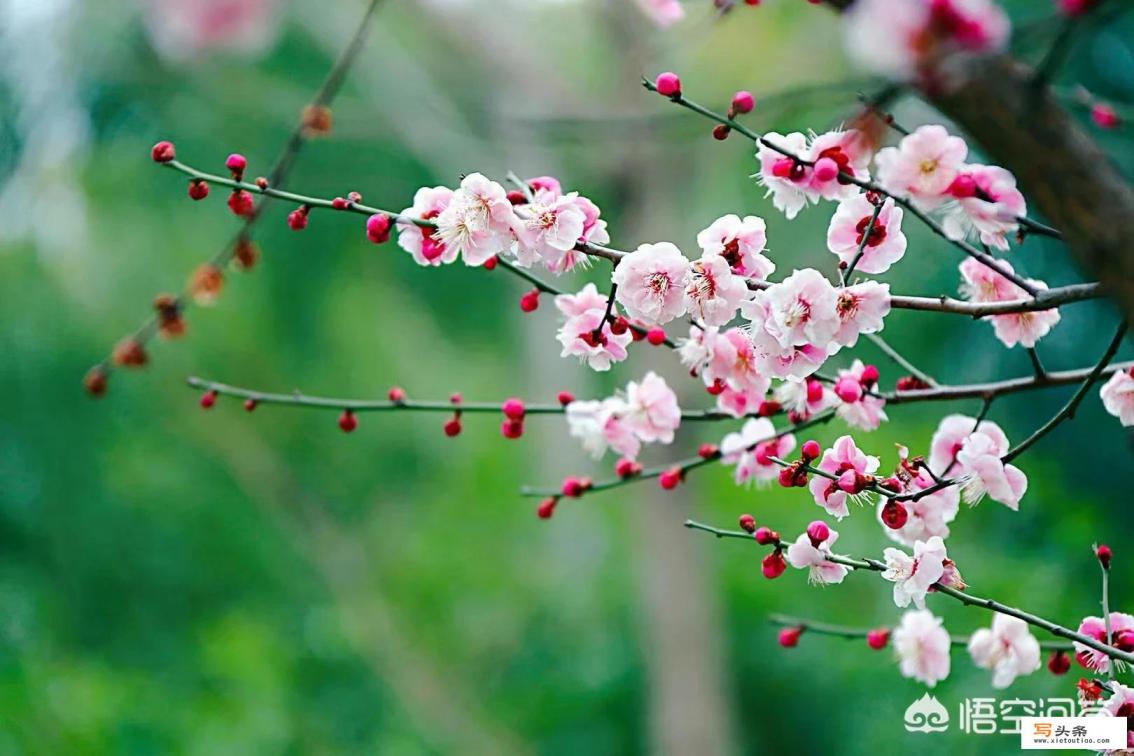 南京一年四季都有哪些花？