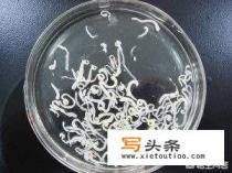 裂头蚴是怎样进入人脑的呢？如何预防呢？